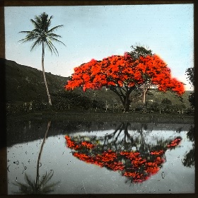 Washed out photo of a paddock filled with water, photo looks like it has an instagram filter applied to mkae it look like old film, the water is framed by grass, a fence, a palm tree on the left nd on the right a large shade making tree in a flat triangle like shape, its leaves and foliage all looks orange, both trees are reflected on the waters surface