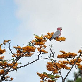 Photo of a pink Gallah in tree top, sky in background, tree has tufts of brown and yellow foilage. - previous years photo competition winner 