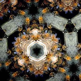 Kaleidoscopic image of bees in hive repetitive image  