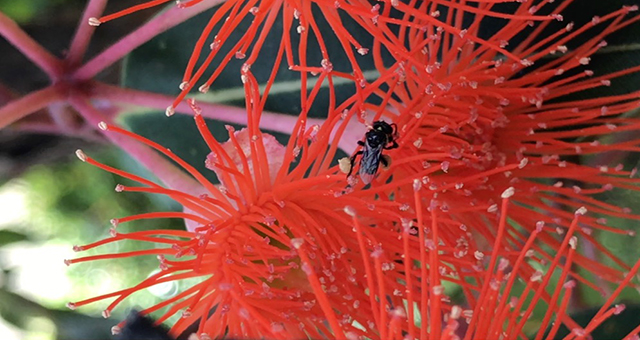 Red flower with bees