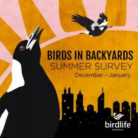 Graphic of two magpies with sunset in the background