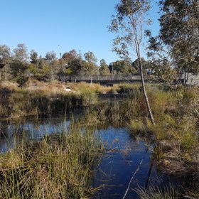 View of pond with water reeds and bridge