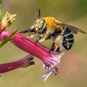 Blue-banded bee