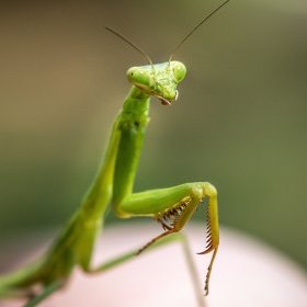Bugs afternoon