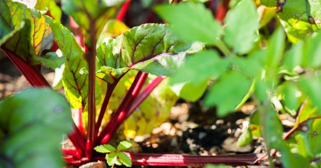 Leafy green vegetable with red stem