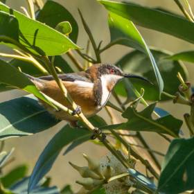 Close up of an Eastern Spinebill bird in a tree