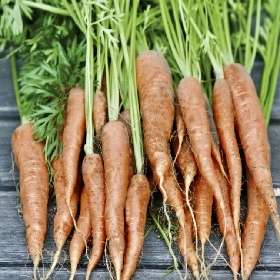 Bunch of orange carrots with green stems on