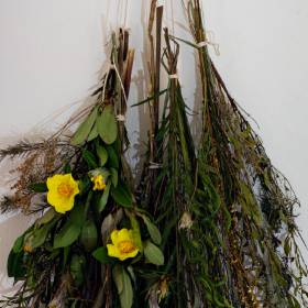 Dried native flowers hanging in a bunch