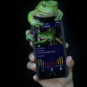 Frog ID App 280 X 280