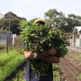 Man holding up a large bunch of spinach and other greens so you can\