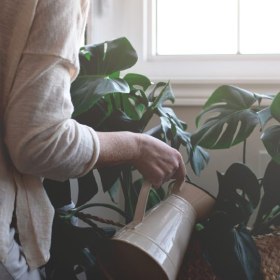 Person waters monstera plants with white watering can