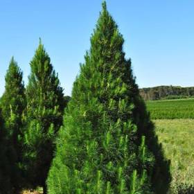 Large live Christmas tree in a field