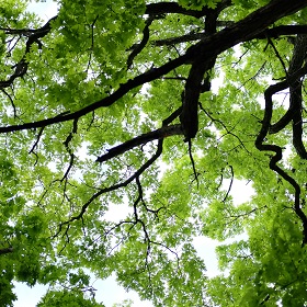 TREE_DCP_leadvisual_F280x280