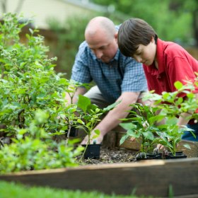 Man and boy planting seedlings in garden bed