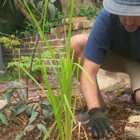Nature for your Backyard