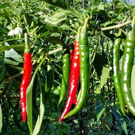 chillies 280x280