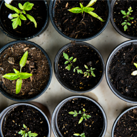 An array of saplings in pots from an overhead perspective.