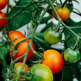 Seasonalplanting