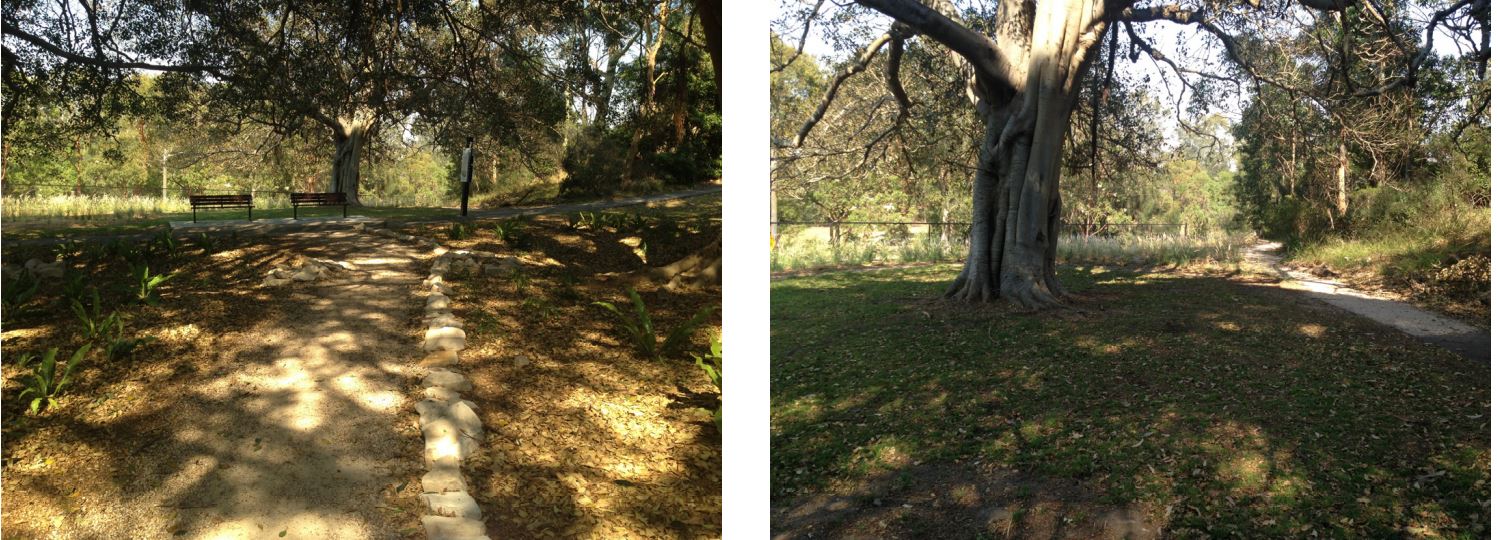 Cooks River Path and Understory