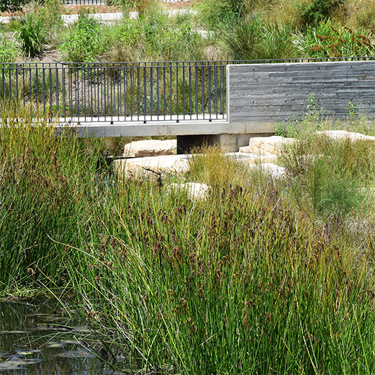 An elevated path with protective railings within a regenerated urban wetland.