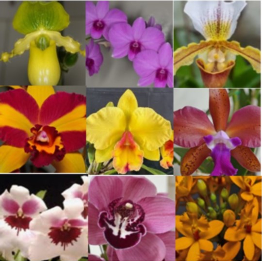 0_9282_28Sep2025233804_Orchids.jpg