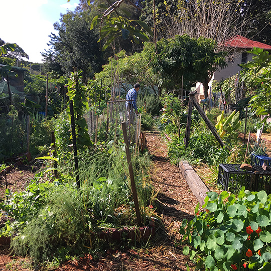 Community garden with different plants