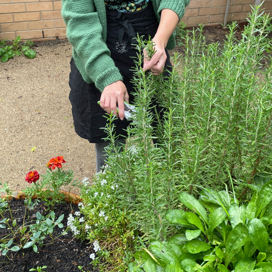 A person taking a clipping from a rosemary bush.