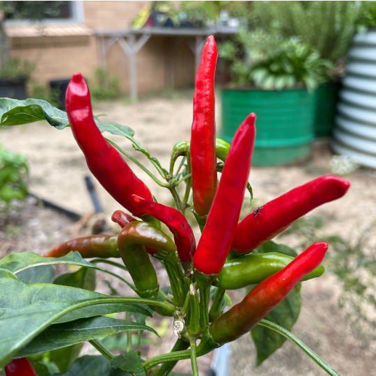 A cluster of chilli fruits on a plant in an urban garden setting.