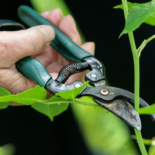close up photro of garden shears cutting a thorny green stem covered in lush green leaves