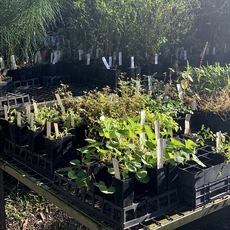 Nursery tour 230