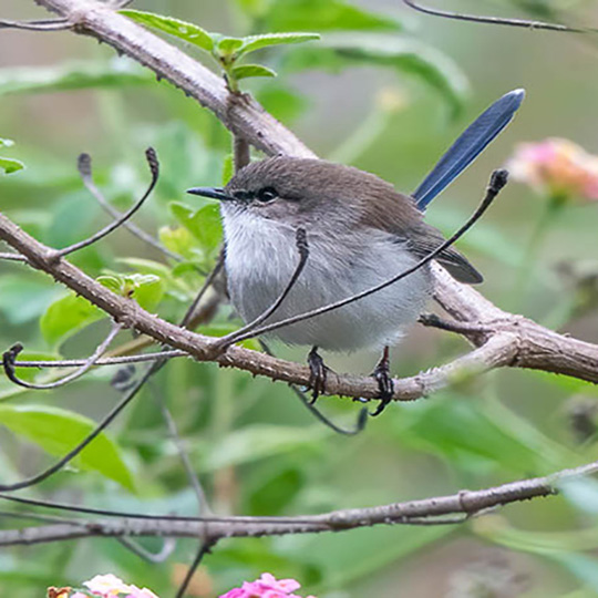 Superb Fairy Wren - David Noble