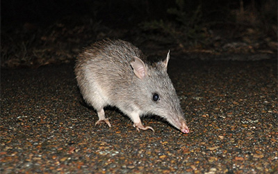 Long-nosed bandicoot