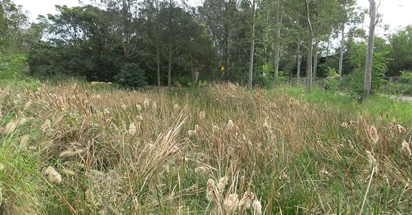 Blackmore oval wetland showing plants and path