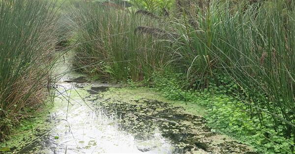 Whites Creek wetland image