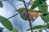 Olive colour little bird with white biddy eye standing on a branch