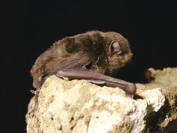 Llarge bent-wing bat (Miniopterus orianae oceanensis). Ken Stepnell