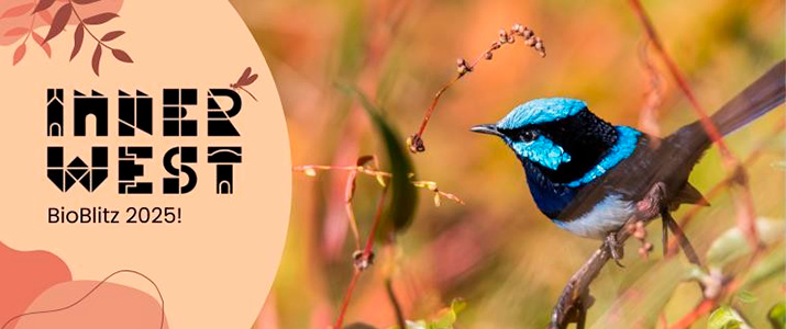 A male superb fairy-wren, in its distinctive blue-and-black breeding plumage, perched on a branch. Alongside it is a text title reading 'Inner West BioBlitz 2025!'.