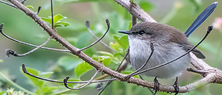 Fairy Wren by David Noble 