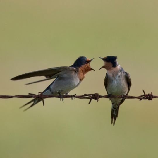 Welcome swallow. Photo by Georgina Steytler.