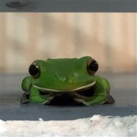 Image of a cute green frog facing the camera.