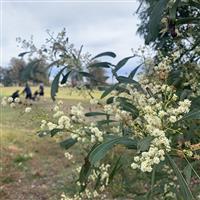 Wattle tree flowering at Marrickville Golf Course