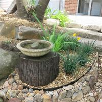 Water bath and native plants in a backyard located in the Inner West