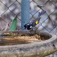 New Holland Honey eater drinking water