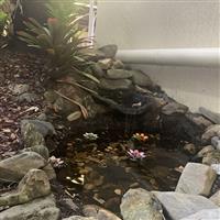 Pond with pink lotus flowers floating