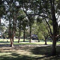 Elkington Park trees