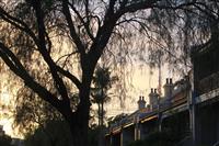 Large tree silhouetted against sunset sky plus row of residential roofs along bottom right of image