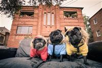 Three pug dogs dressed in each a red blue and yellow jackets seated on an old couch in front of a red brick building