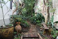 Side pathway garden space with white wall on left and aged brick wall on right with a winding brick path through various pot plants and garden beds of various green plants small timber bench seat in front right foreground