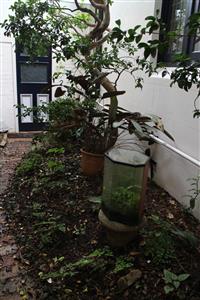 Garden space with brick path on far left but featuring central octagonal prism sculptural form surrounded by lush greenery pushing up again white painted exterior walls