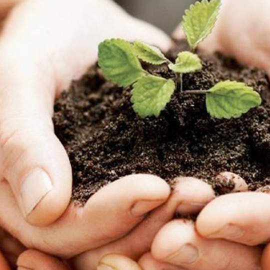 Hand holding a sprouting seedling